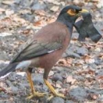 image of bird