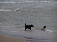 image of french_bulldog