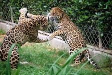 image of jaguar_car
