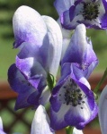 image of flower