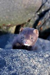 image of mink