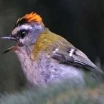 image of bird