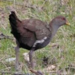 image of bird