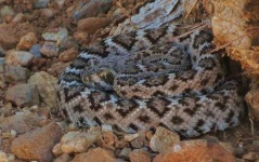 image of diamondback #11