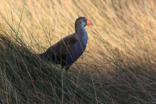 image of european_gallinule #20