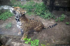 image of jaguar_car