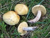 image of mushrooms