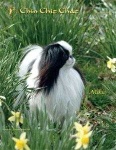 image of japanese_spaniel #14