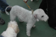 image of bedlington_terrier