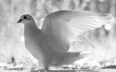 image of dove