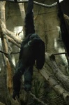 image of siamang