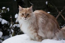 image of maine_coon #27