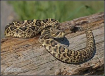 image of diamondback #1