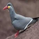 image of bird