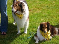 image of collie