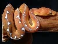 image of rock_python