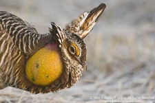 image of prairie_chicken
