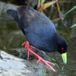 image of bird