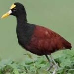 image of bird