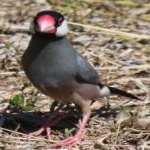 image of bird