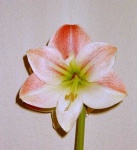image of flower