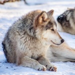 image of wolf #22