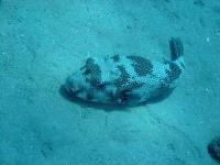 image of puffer