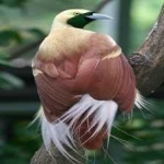image of bird