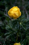 image of flower