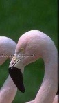 image of animal