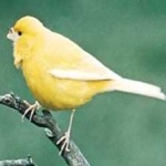 image of bird