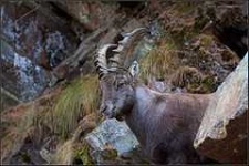 image of ibex