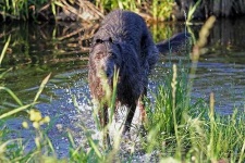 image of scottish_deerhound #10