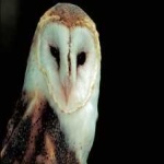 image of bird