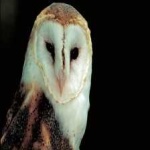 image of barn_owl #1