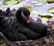 image of black_swan #21