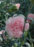 image of flower