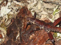 image of walking_stick