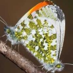 image of animal