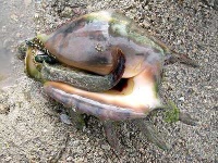 image of conch