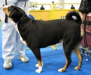 image of appenzeller