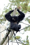 image of siamang