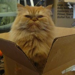 image of animal
