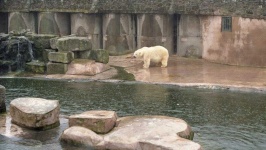 image of animal
