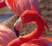 image of animal