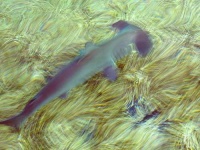 image of hammerhead