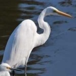 image of bird