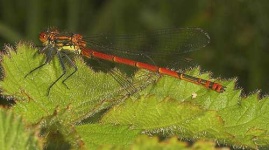 image of damselfly