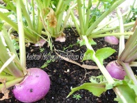 image of turnip #6