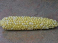 image of ear_corn #8